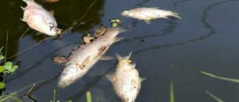 Увага! Не вживайте рибу, яка загинула внаслідок падіння води на Каховській ГЕС